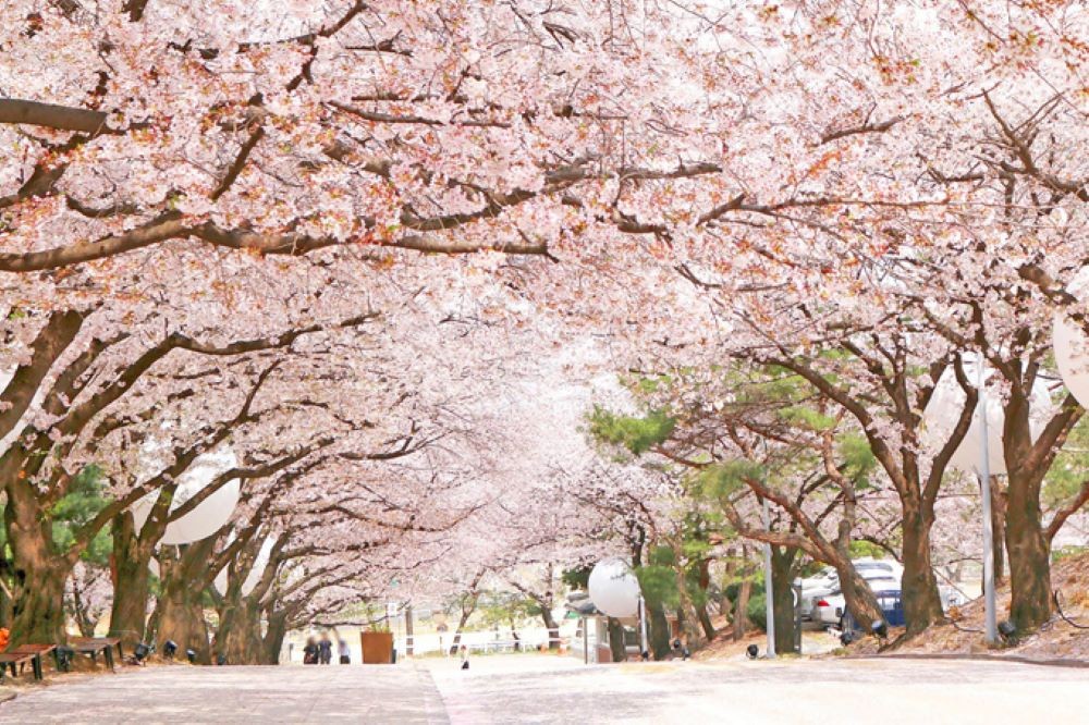 Mùa xuân ở Hàn Quốc hoa anh đào nở rộ khắp một vùng trời