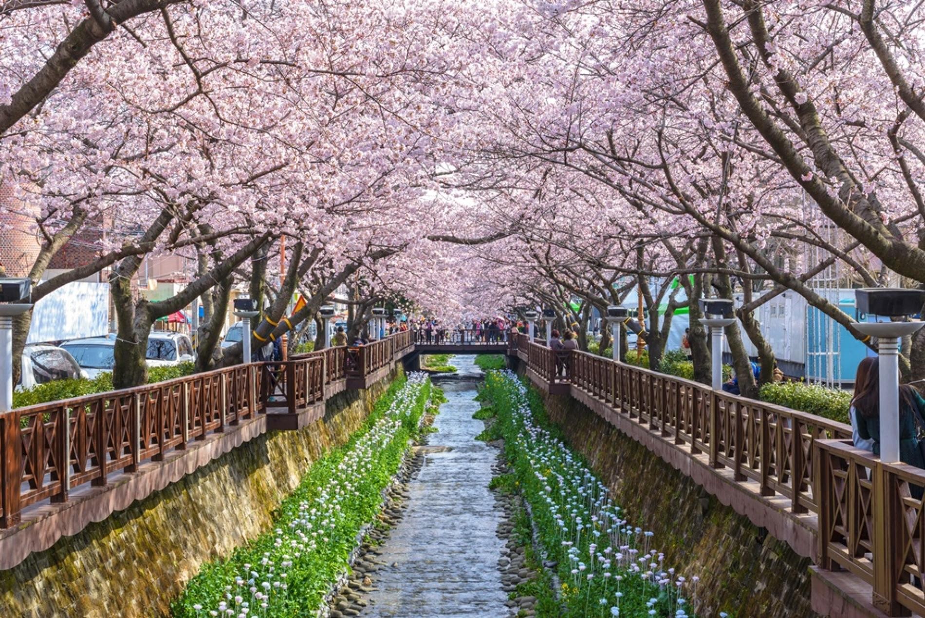 Thành phố du lịch Hàn Quốc Jinhae 