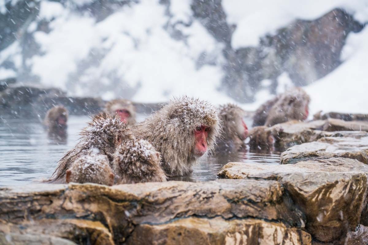 Trải nghiệm độc đáo ngắm những chú khỉ thư giãn trong suối nước nóng