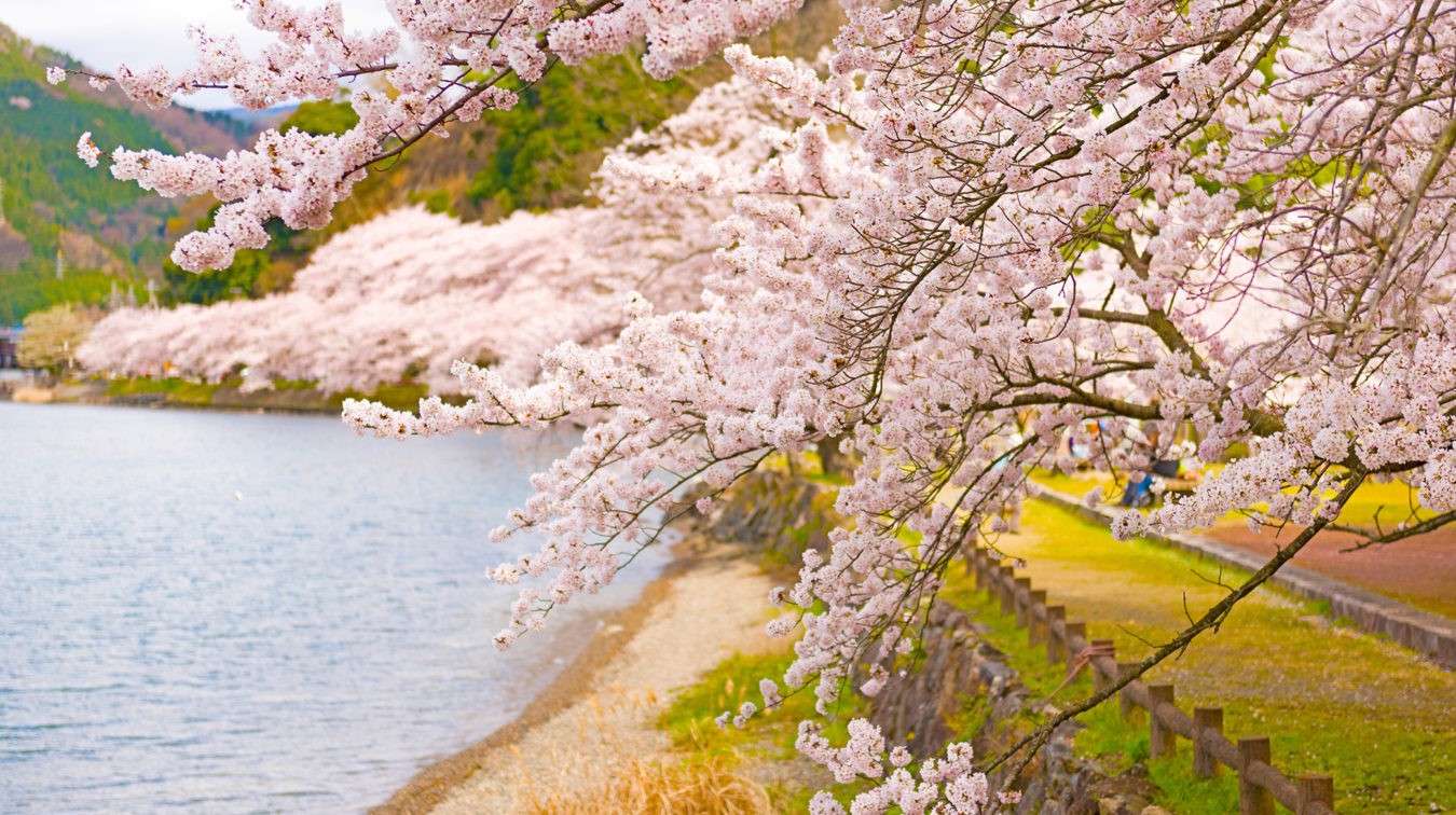 Thời điểm lý tưởng ngắm hoa anh đào khoe sắc ở Nhật Bản