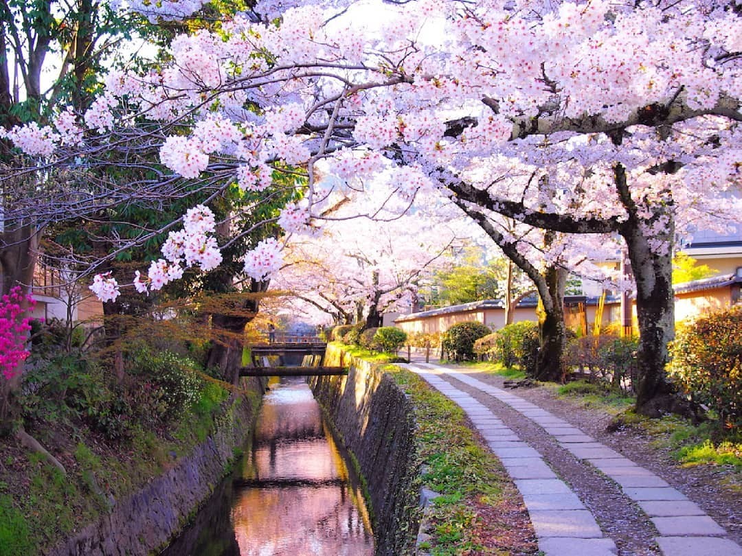 Ghé qua khu vực ven sông Shirakawa ngắm hoa anh đào nở rộ sắc hồng