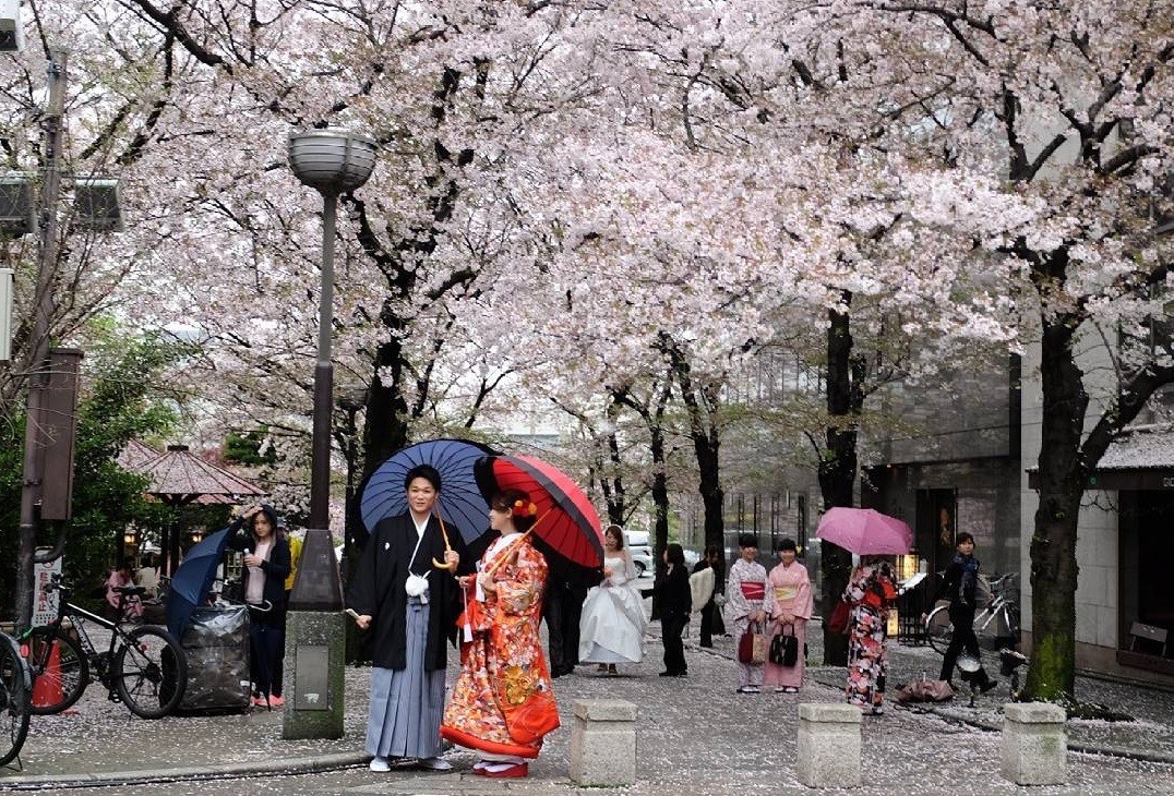 Tham gia lễ hội hoa anh đào Hanami đẹp nhất thế giới
