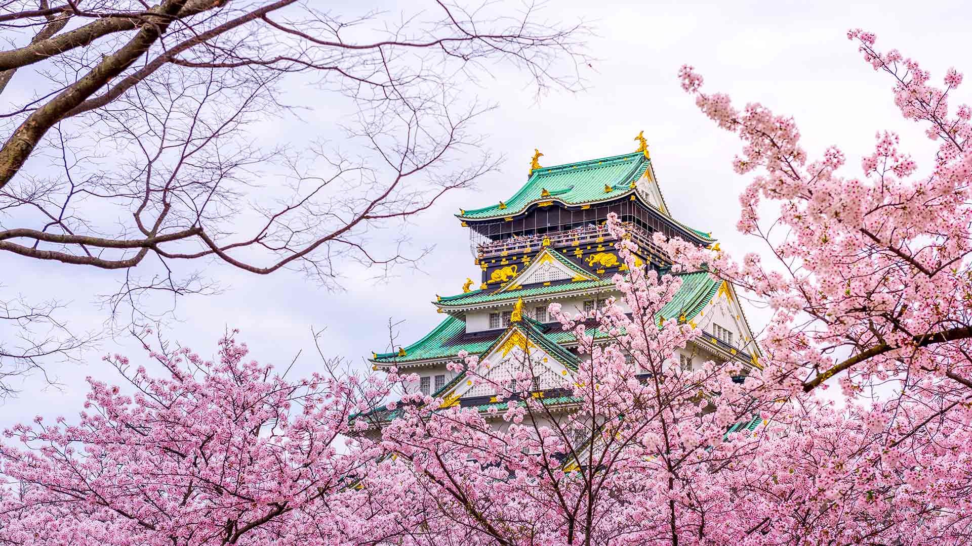 Đến thành phố Osaka có nhiều điểm ngắm hoa anh đào nở rộ