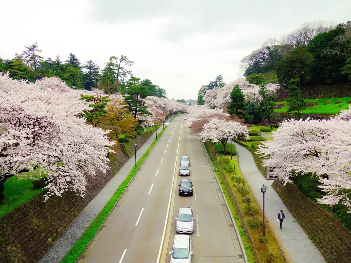 Bất kể tuyến đường nào tại Kanazawa hoa anh đào nở rộ rất đẹp