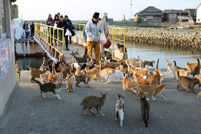 Đảo Tashirojima -  Đảo mèo ở Nhật Bản 