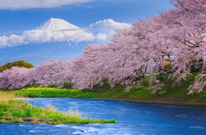 Mùa xuân ở Nhật Bản 