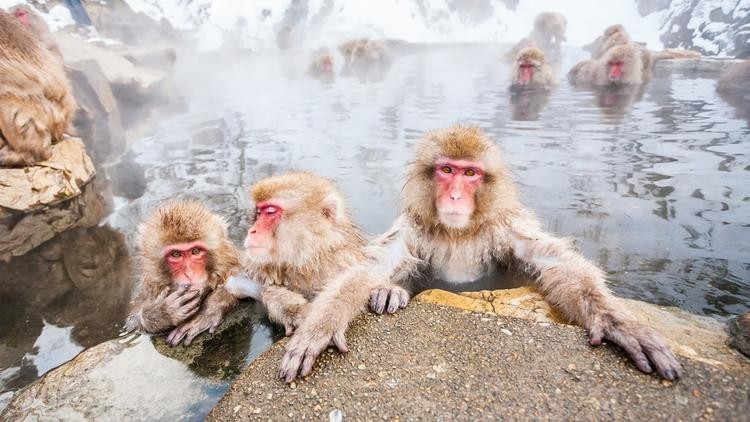 Ngắm những chú khỉ tuyết mê tắm suối nước nóng