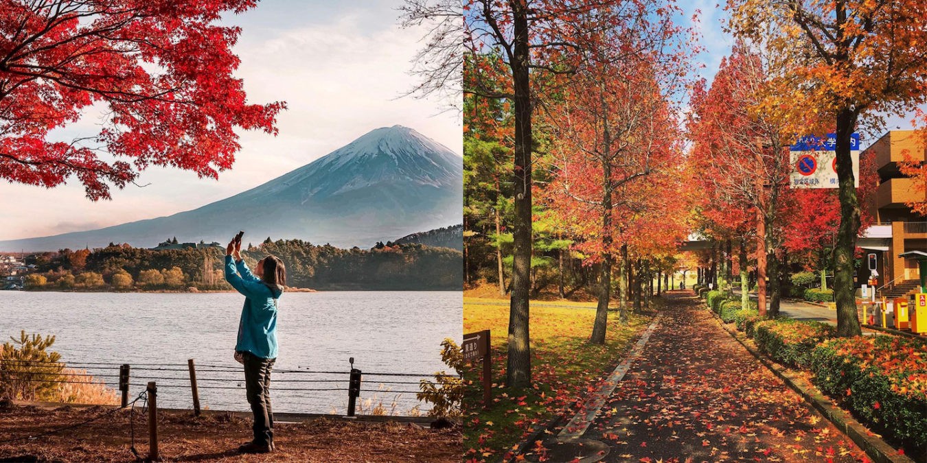 Chiêm ngưỡng lá đỏ mùa thu ở Nhật Bản 