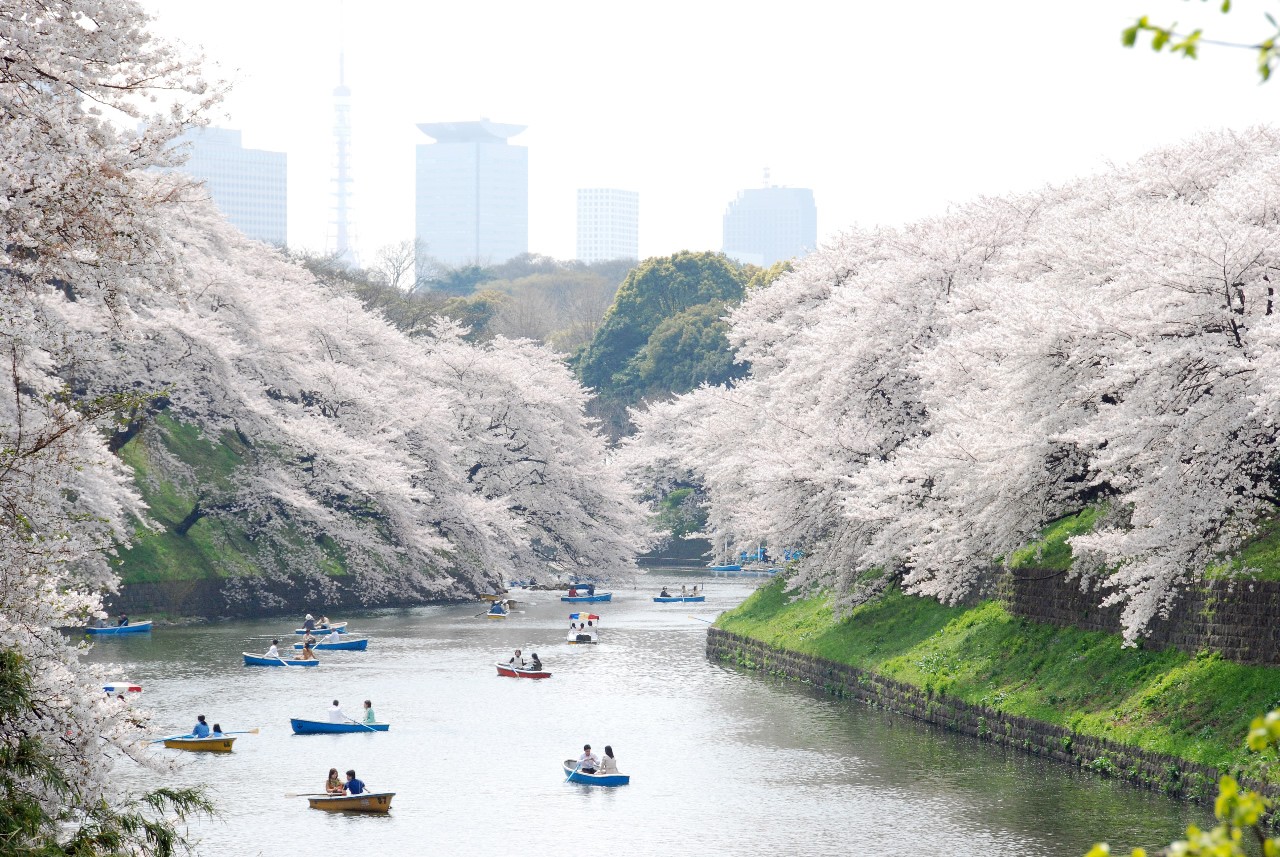 Hoa Anh Đào nở rộ ở Công viên Ueno Onshi 