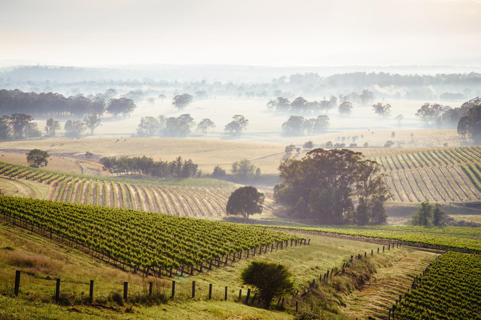 Đến thung lũng Hunter thưởng thức rượu vang nổi tiếng nhất của Úc