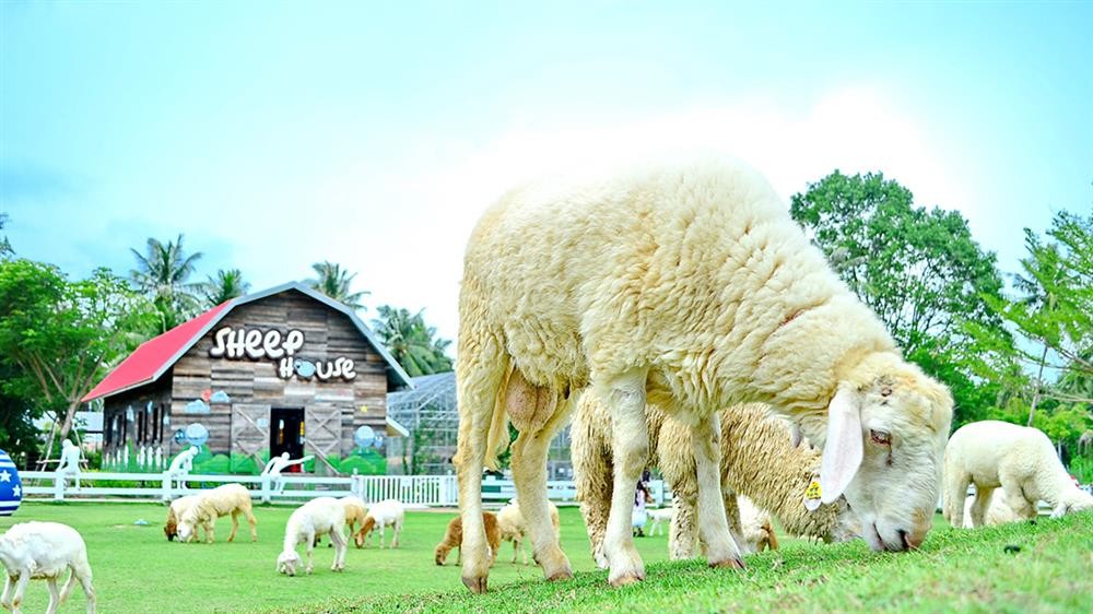 Check-in cùng những chú cừu siêu đáng yêu tại Pattaya Sheep Farm