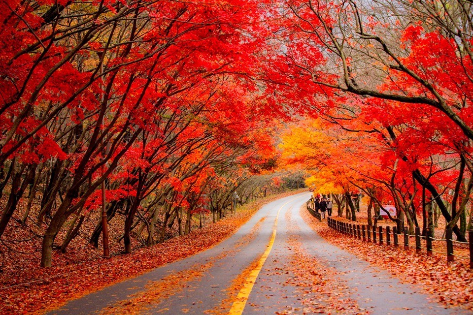 Mùa lá đỏ Hàn quốc đẹp nhất rơi vào khoảng tháng 11 hàng năm