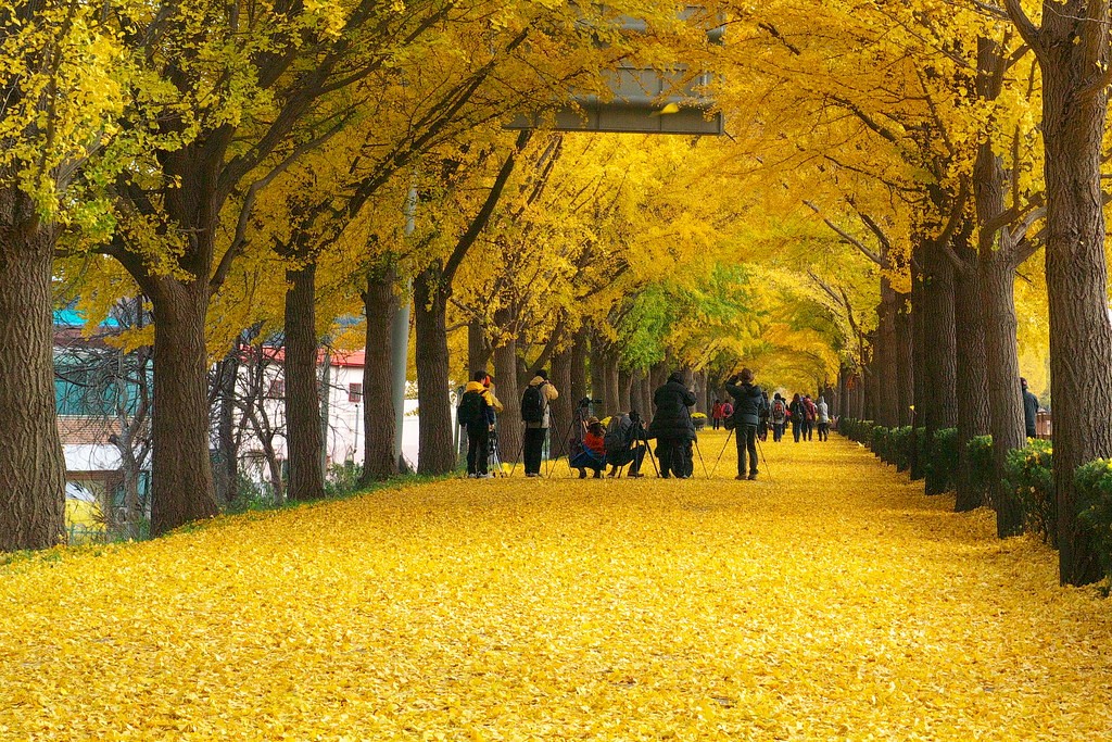 Asan Gingko Tree Road - địa điểm ngắm mùa thu Hàn Quốc đẹp nhất