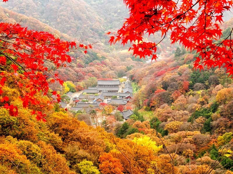 Mùa thu Hàn Quốc thường bắt đầu từ tháng 9 đến cuối tháng 11 hàng năm