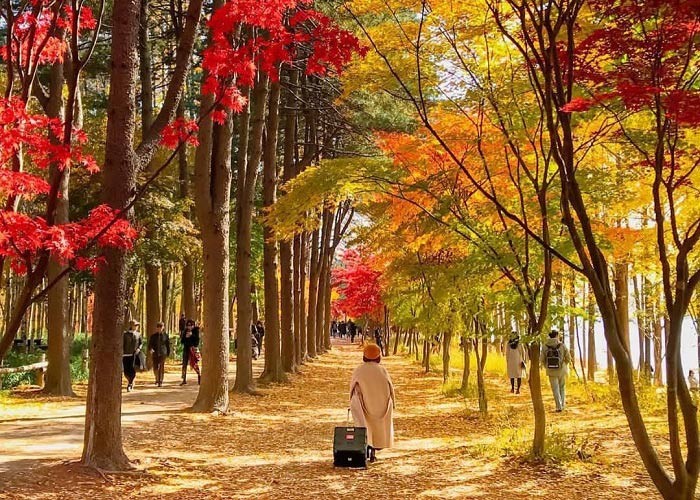 Một vài lưu ý khi du lịch mùa thu Hàn Quốc dành cho du khách