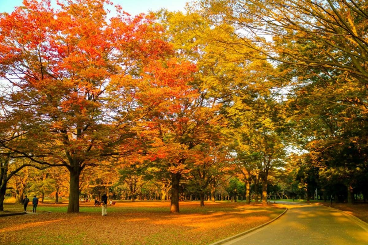 Tận hưởng không khí trong lành và bình yên tại công viên Yoyogi