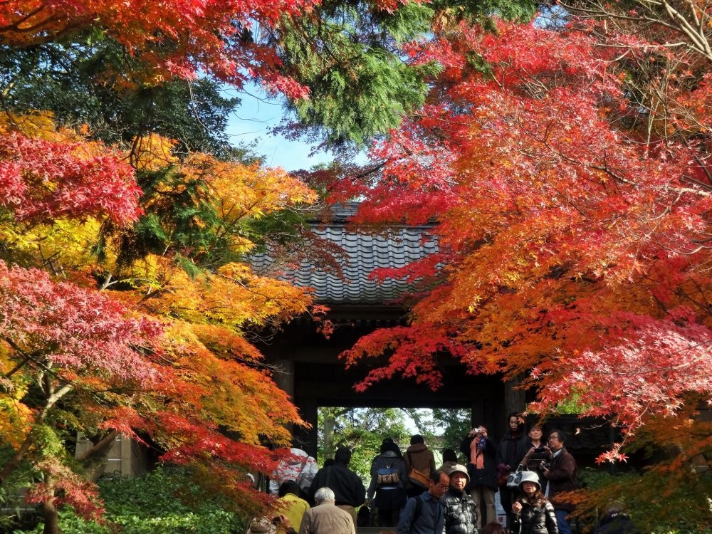 Ngây ngất trước vẻ đẹp mùa thu ở Kamakura, Nhật Bản