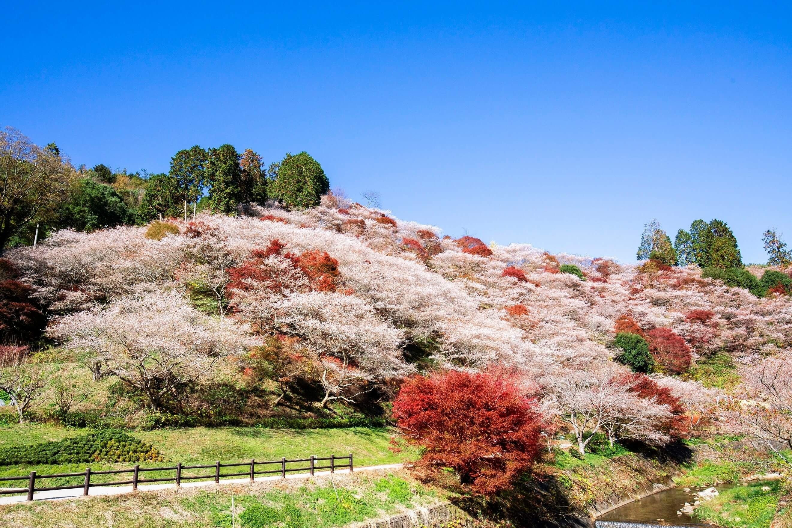 Thị trấn Obara - Điểm ngắm hoa anh đào vào mùa thu ở Nhật Bản