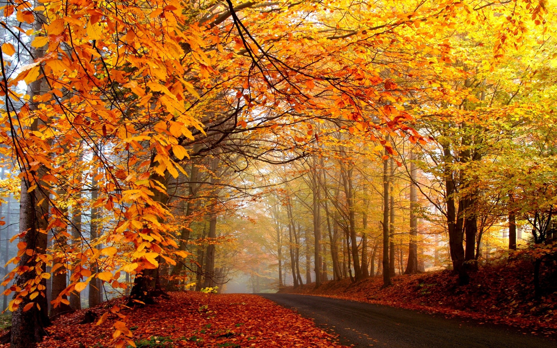 Mùa thu Hàn Quốc được bao trùm bởi khung cảnh rực sắc vàng