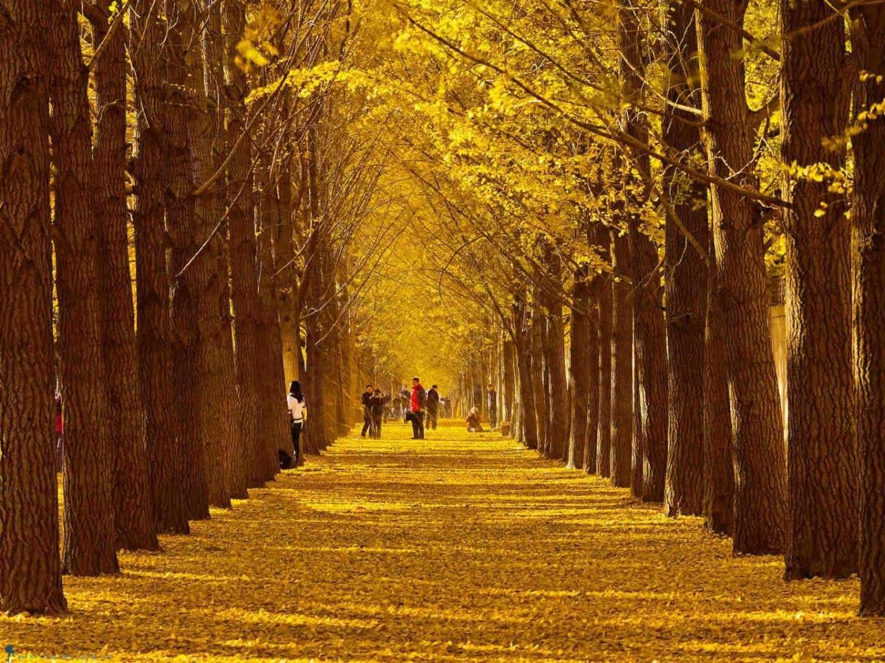 Mê đắm sắc vàng mùa thu trên con đường thủy sam huyền ảo nhất ở Nhật Bản