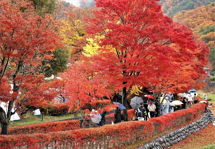 Mùa thu Nhật Bản bắt đầu từ tháng 9 đến tháng 11