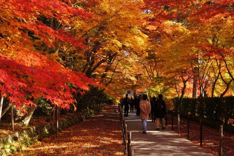 Những địa điểm ngắm mùa lá đỏ Nhật Bản lãng mạn 