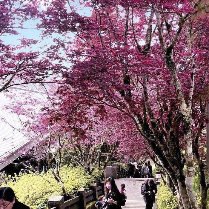 Ngắm lá phong màu tím kỳ lạ vào mùa thu ở Núi Thái Bình