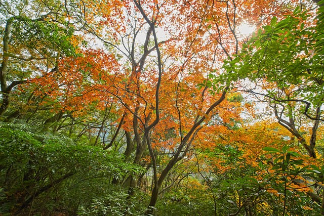 Xiao Wulai Scenic Area - điểm đến Đài Loan mùa lá đỏ tuyệt đẹp