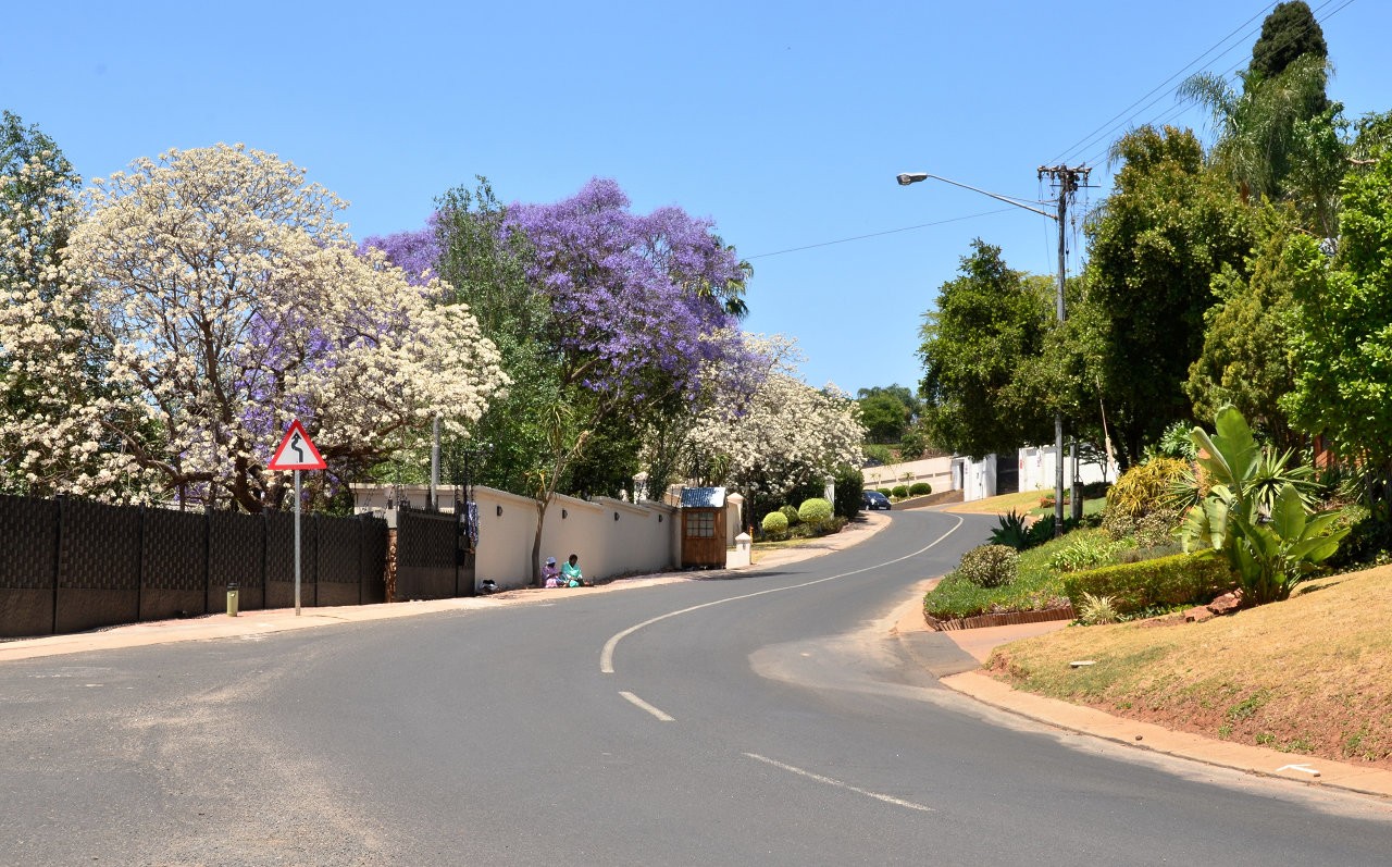 Jacaranda còn có màu trắng tinh khôi