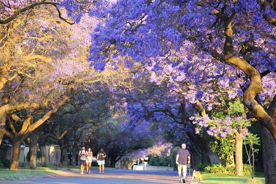 Thủ đô Pretoria được biết đến là thành phố hoa phượng tím