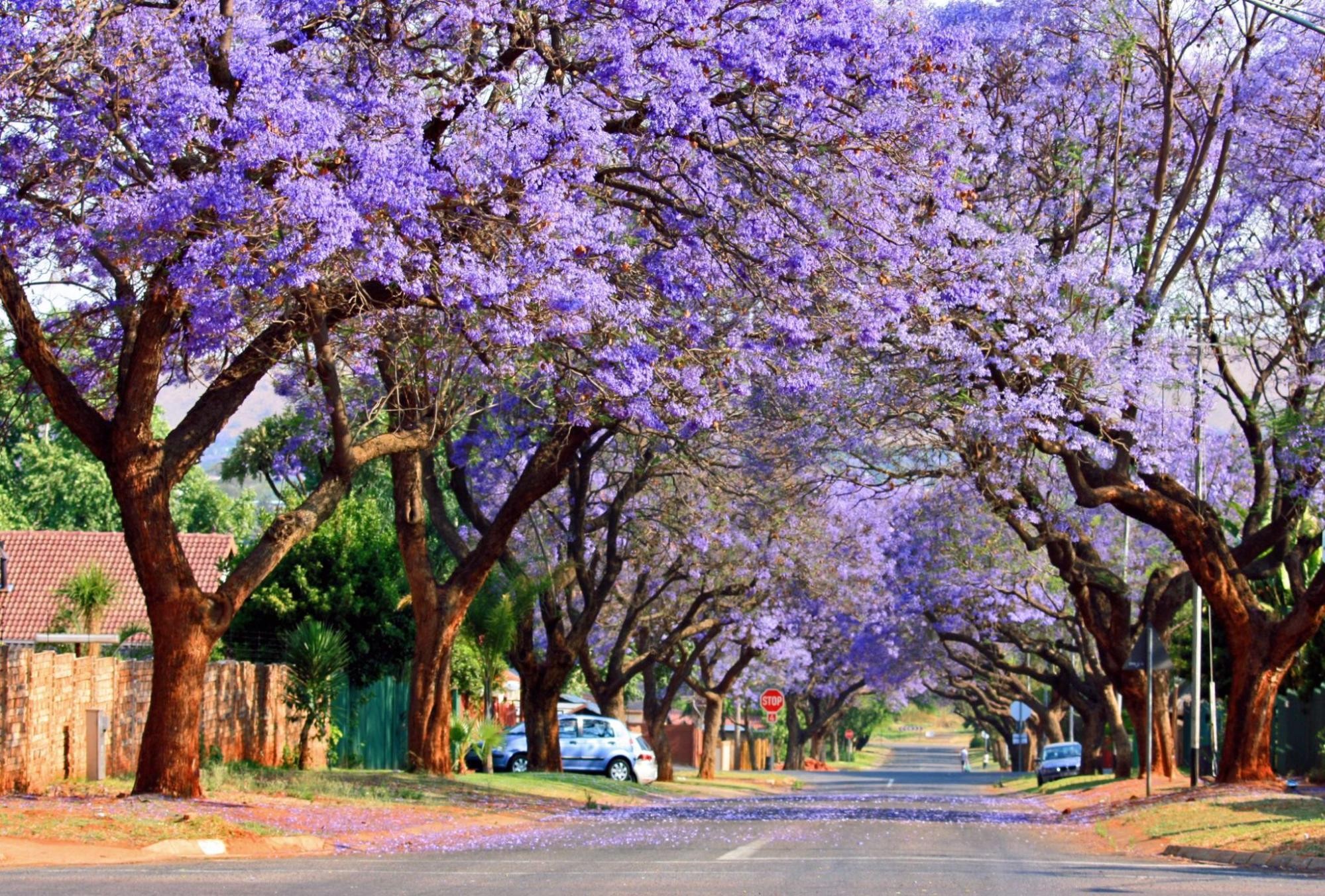 Mùa hoa phượng tím Nam Phi tại Cape Town