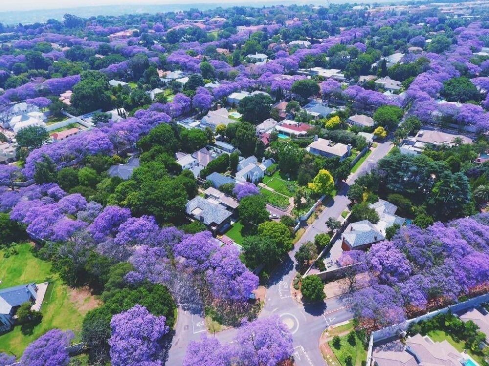 Mùa hoa phượng tím Nam Phi 