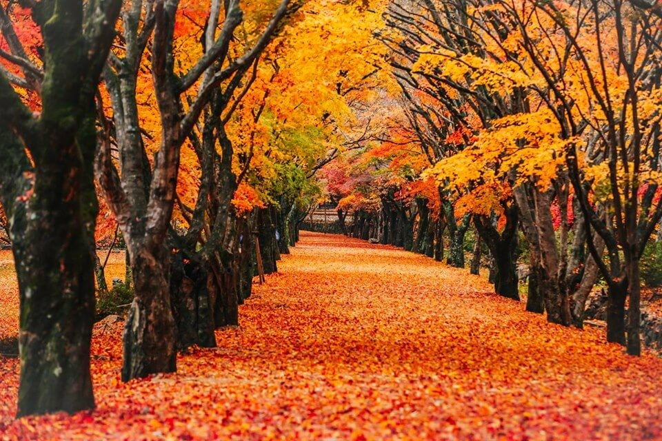 Mùa thu Hàn Quốc ngập tràn sắc đỏ