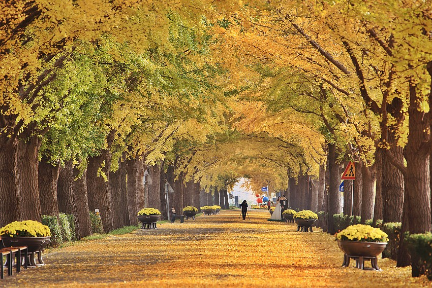 Rừng ngân hạnh Hongcheon vào thu