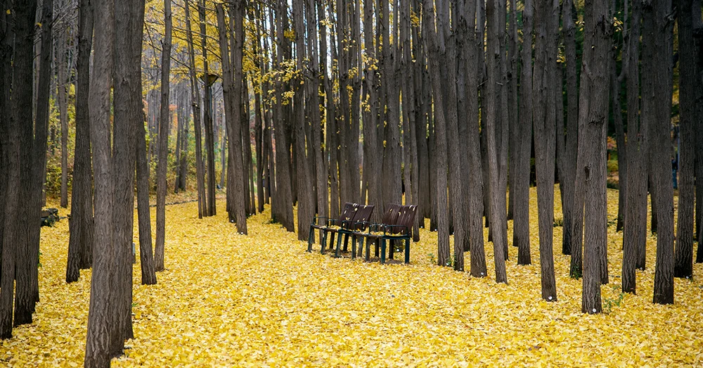 Seoul Forest Park - phủ đầy lá vàng rực đẹp ngỡ ngàng