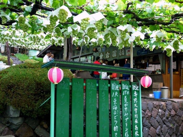 Du lịch Nhật Bản tháng 9 nhất định ghé thăm Vườn nho Atago-En ở Kofu