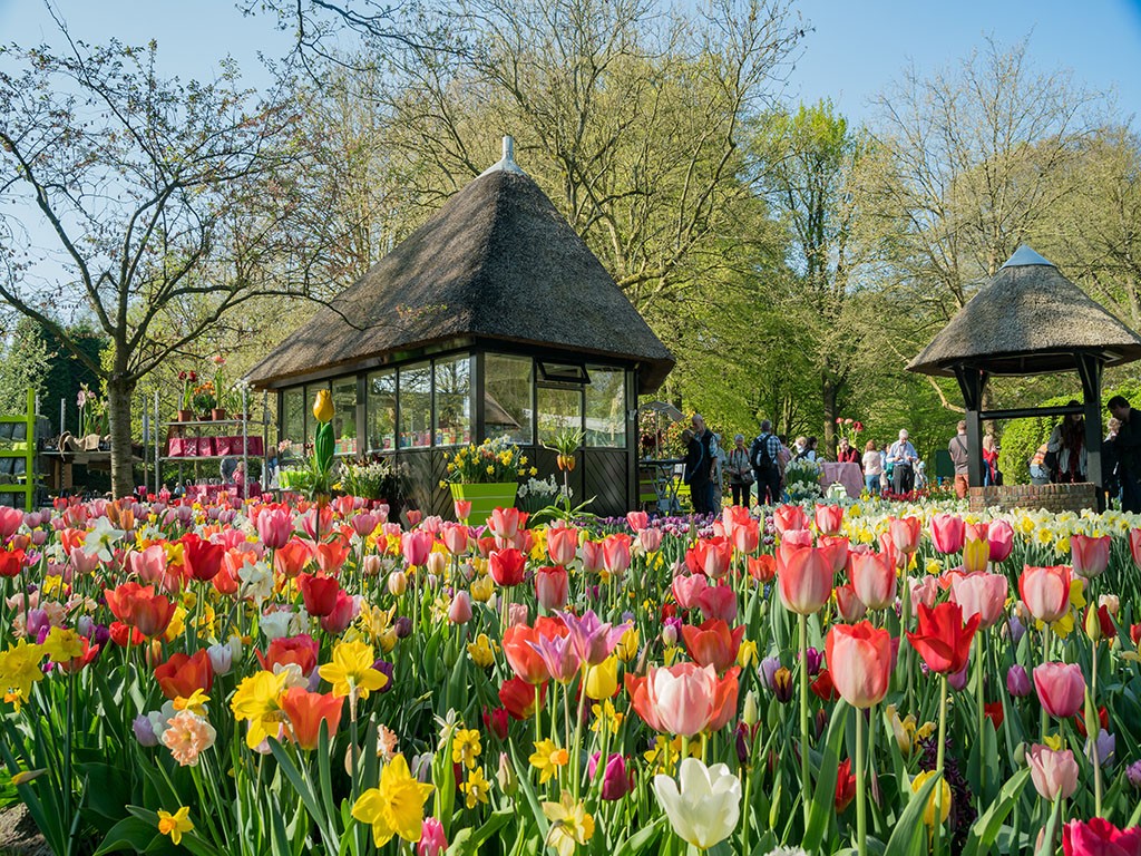 Mê mẩn trước lễ hội Floriade ngập tràn sắc hoa tulip