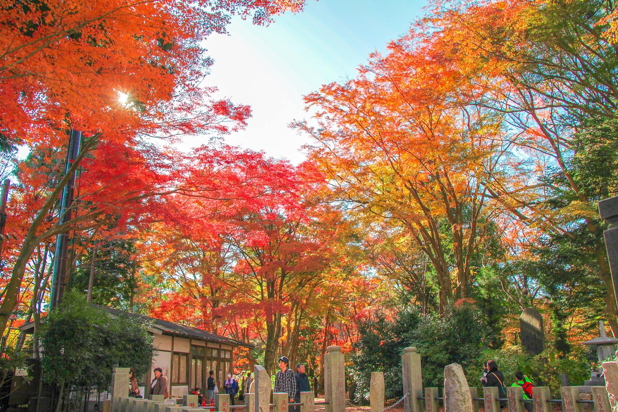 Ngỡ ngàng trước bức tranh thiên nhiên đầy màu sắc rực rỡ tại Núi Takao
