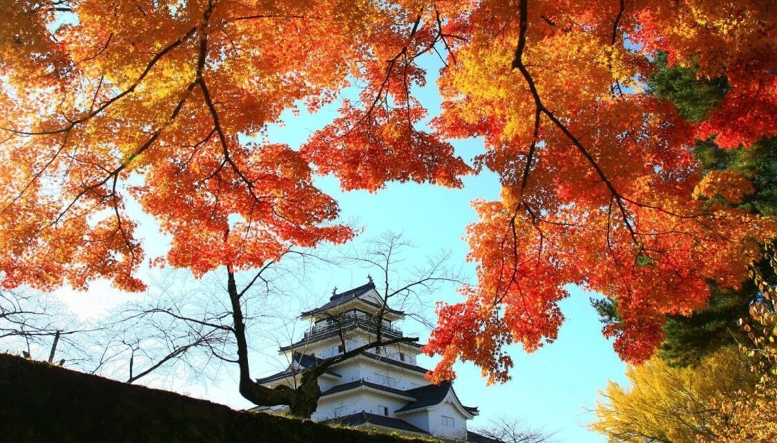Vẻ đẹp nhẹ nhàng của Thành Tsuruga khi Nhật Bản bước sang mùa thu