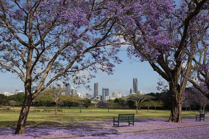 Đường phố Brisbane trần ngập sắc tím của hoa Jacaranda