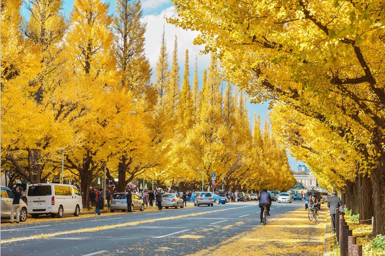 Ngắm lá vàng ở thủ đô Tokyo