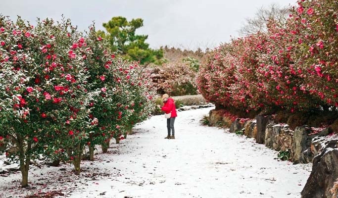 Mùa đông dạo bước trên đồi Camellia đầy lãng mạn