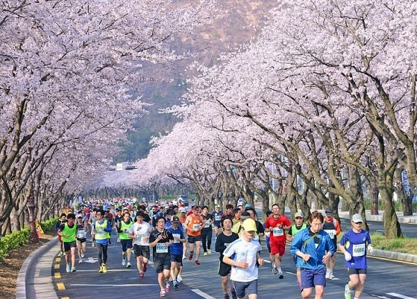 le-hoi-hoa-anh-dao-han-quoc-thi-chay-marathon-gyeongju-1705911129.jpg