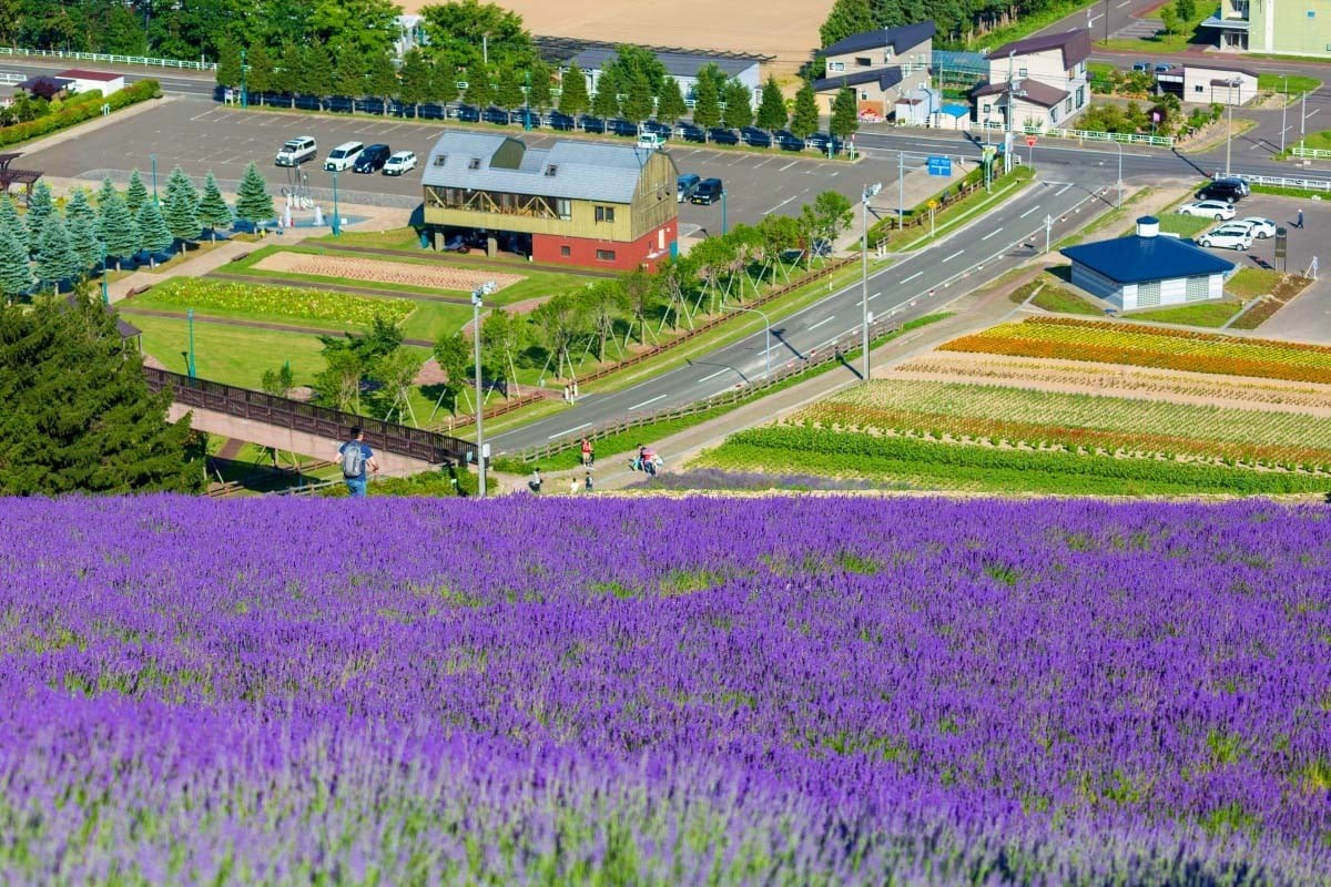 choei-lavender-park-nhat-ban-mua-hoa-lavender-1711012369.jpg