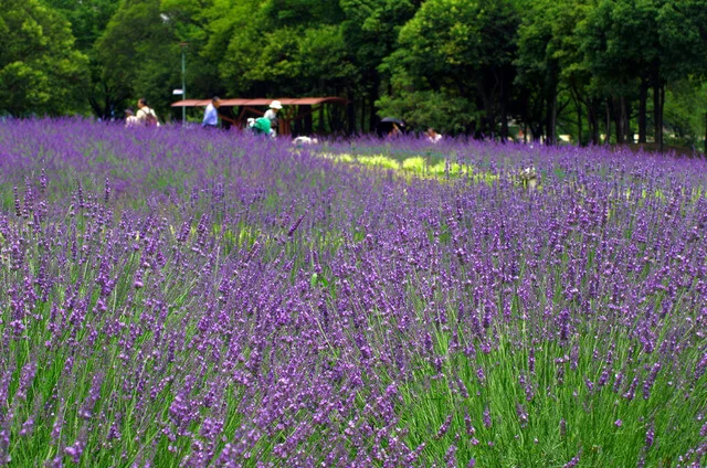 cong-vien-arakogawa-mua-hoa-lavender-nhat-ban-1711012369.jpg