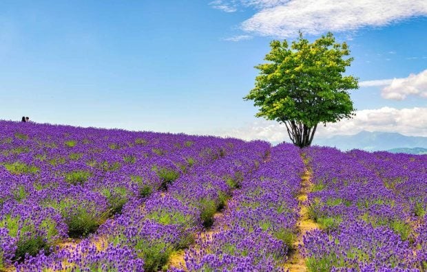 mua-hoa-lavender-cong-vien-hinode-1711012369.jpg