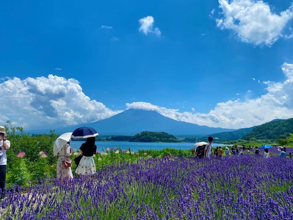mua-hoa-lavender-o-ho-kawaguchiko-1711012369.jpg
