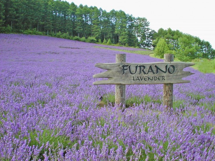 mua-hoa-lavender-tai-highland-furano-1711012369.jpg