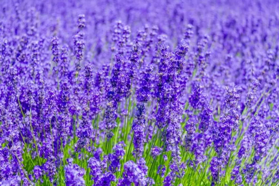 mua-hoa-lavender-tai-tambara-1711012369.jpg