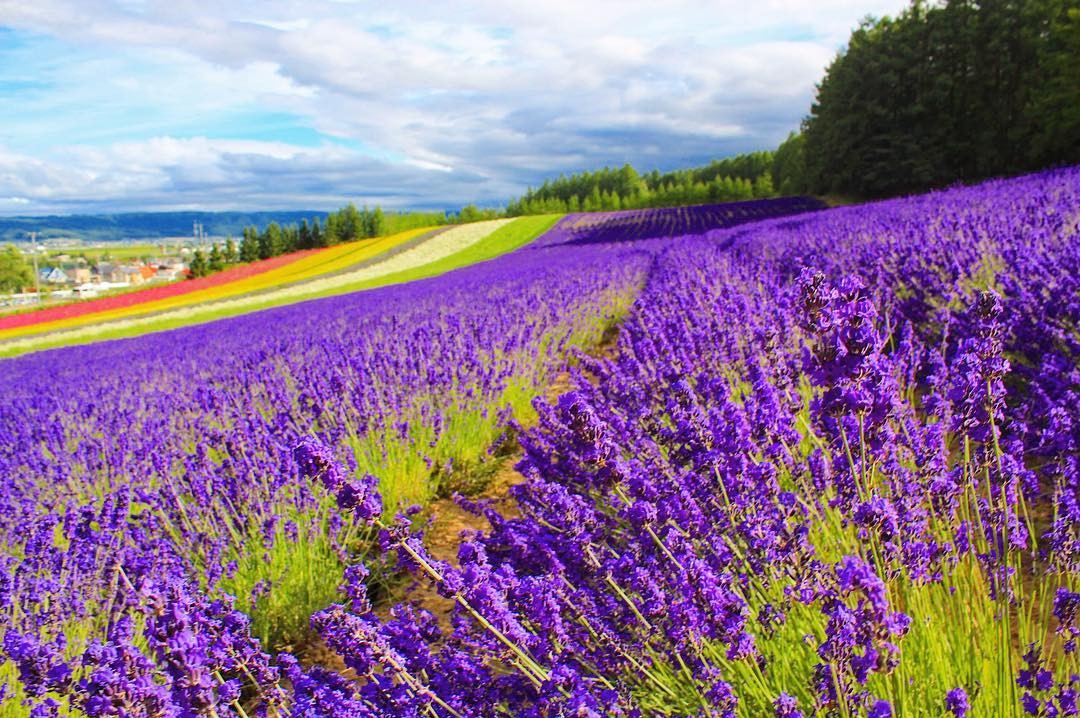 mua-hoa-lavender-trang-trai-tomita-1711012369.png